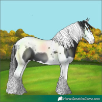 Horse Color:Black Splash Tobiano