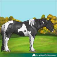 Horse Color:Black Tobiano 