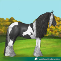 Horse Color:Black Tobiano