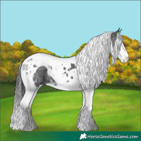 Horse Color:Black Ice Splash Tobiano 