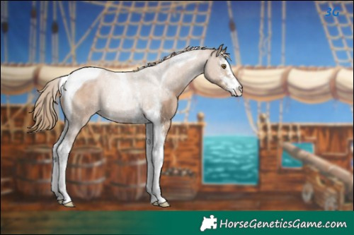 Horse Color:Black Pearl Sabino Tobiano 