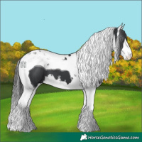 Horse Color:White Spotted Black Splash Tobiano