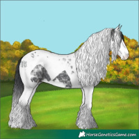 Horse Color:Black Ice Splash Tobiano 