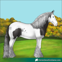 Horse Color:Smoky Black Splash Tobiano 
