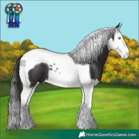 Horse Color:Smoky Black Splash Tobiano