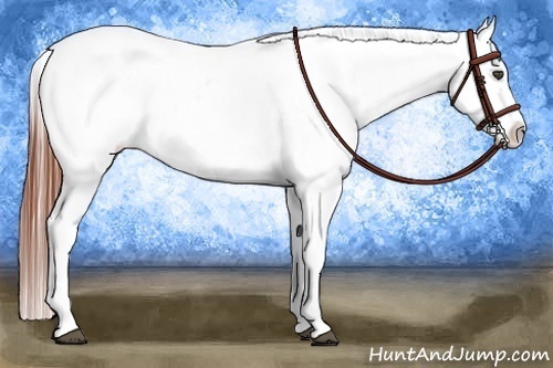 Horse Color:Brown Appaloosa Brindle