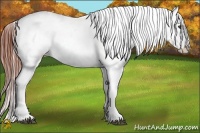 Horse Color:Brown Roan Appaloosa  Brindle