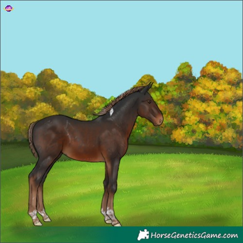 Horse Color:Gray Liver Chestnut Tobiano 