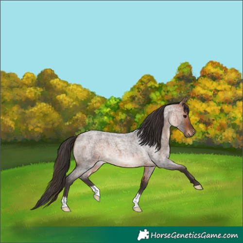 Horse Color:Bay Roan 