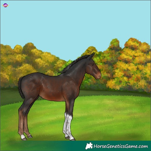 Horse Color:Gray Liver Chestnut Tobiano 