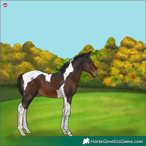 Horse Color:Gray Liver Chestnut Tobiano