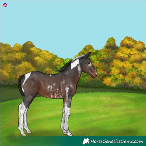 Horse Color:Gray Liver Chestnut Sabino Tobiano 