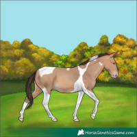 Horse Color:Amber Champagne Tobiano 