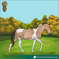 Horse Color:Amber Champagne Tobiano 