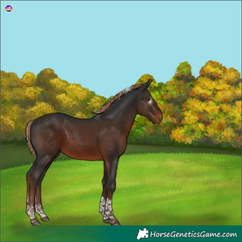 Horse Color:Gray Liver Chestnut Tobiano 