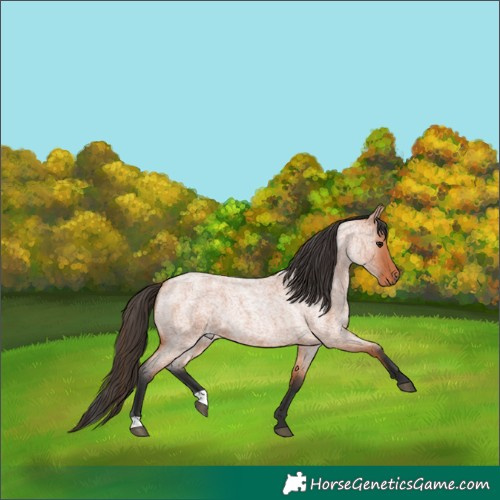 Horse Color:Bay Roan 