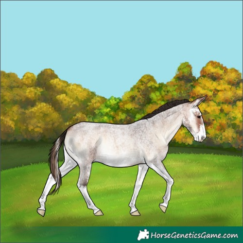 Horse Color:Bay Roan Onyx Sabino 