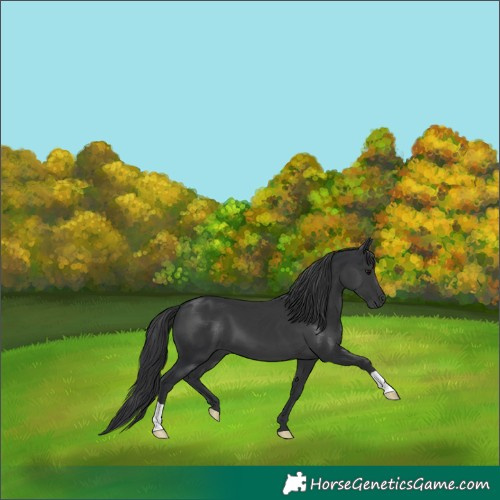 Horse Color:Black 