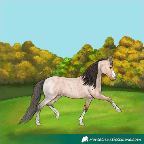 Horse Color:Bay Roan 