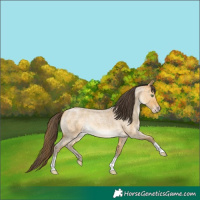 Horse Color:Amber Cream Champagne Roan 