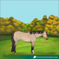 Horse Color:Bay Dun