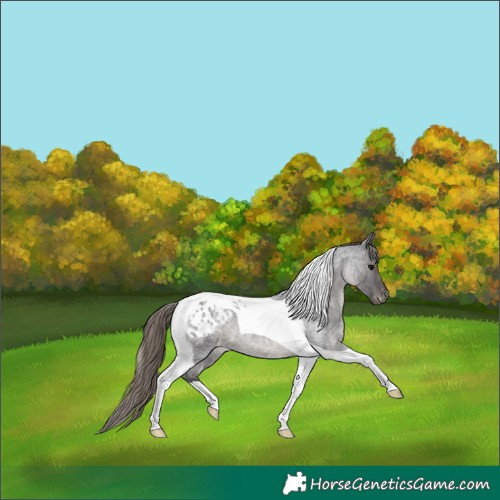 Horse Color:Smoky Blue Roan Tobiano Appaloosa 