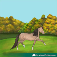 Horse Color:Amber Champagne 