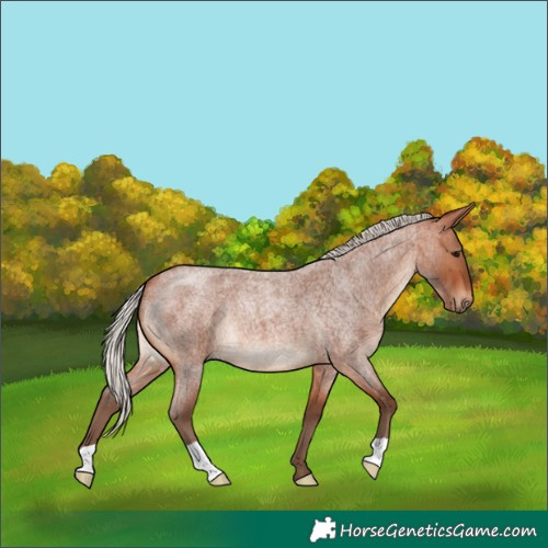 Horse Color:Silver Bay Roan 