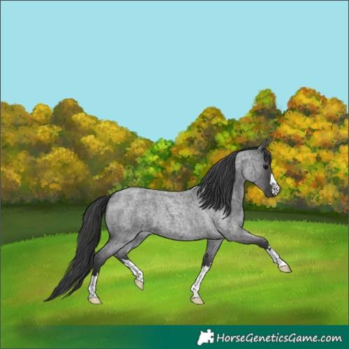 Horse Color:Blue Roan 