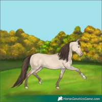 Horse Color:Amber Champagne Dun