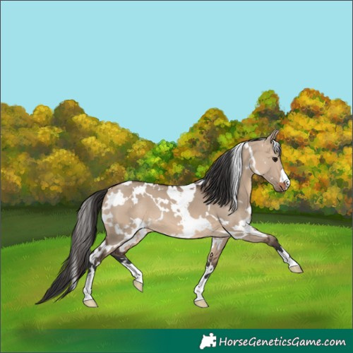 Horse Color:White Spotted Brown Dun 