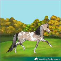 Horse Color:White Spotted Brown Dun