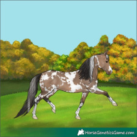 Horse Color:White Spotted Brown Dun