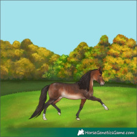 Horse Color:Bay Rabicano 