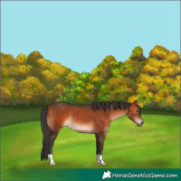 Horse Color:Bay Rabicano 