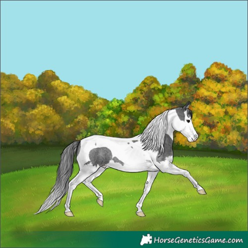 Horse Color:Blue Roan Splash Tobiano 