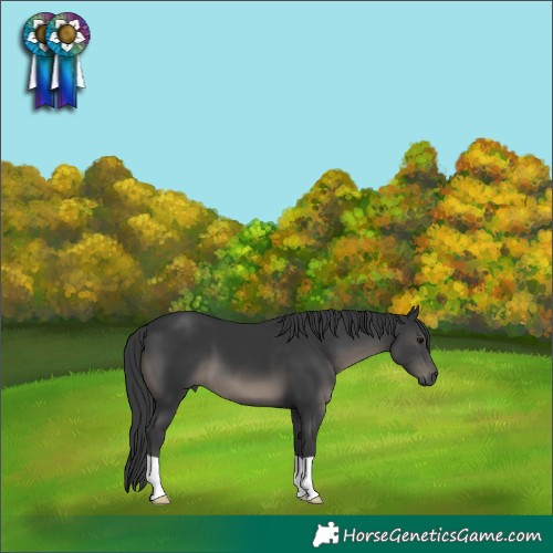 Horse Color:Black 