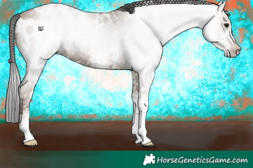 Horse Color:Gray White Spotted Classic Champagne Appaloosa 