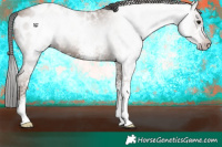 Horse Color:Gray White Spotted Classic Champagne Appaloosa 