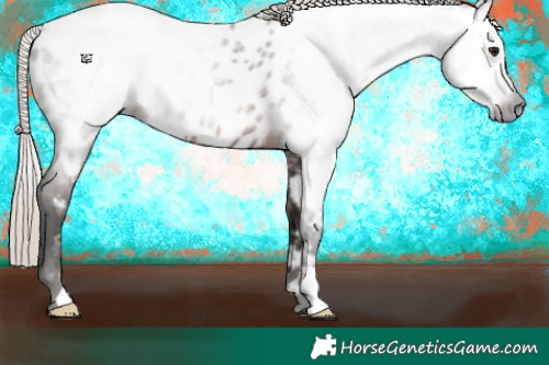 Horse Color:Gray Silver Bay Appaloosa 