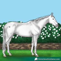 Horse Color:Gray Silver Bay Appaloosa