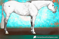 Horse Color:Gray Silver Bay Appaloosa 