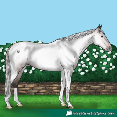 Horse Color:Gray Silver Bay Tobiano
