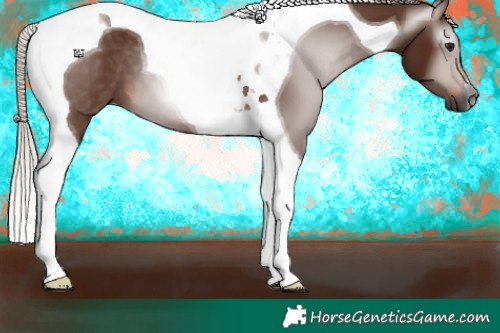 Horse Color:Gray Silver Bay Tobiano 