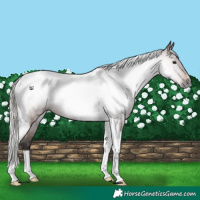 Horse Color:Gray Silver Bay Tobiano 