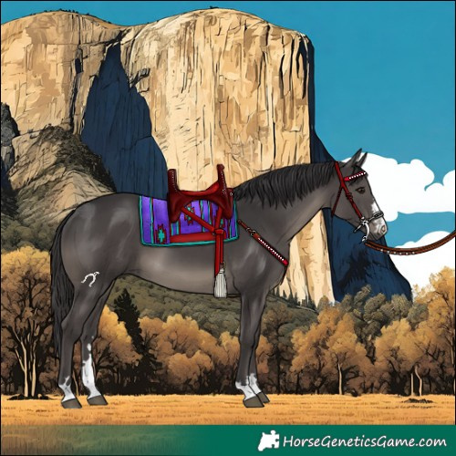 Horse Color:Smoky Black