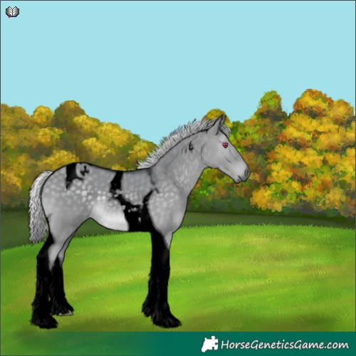 Horse Color:Void Silver Grullo Chinchilla Tobiano 