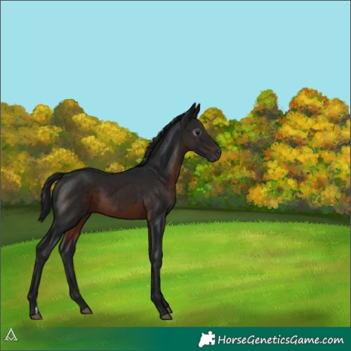 Horse Color:Gray Brown 