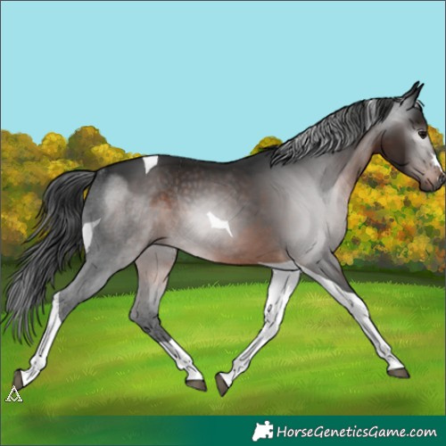 Horse Color:Gray Brown Tobiano Rabicano 