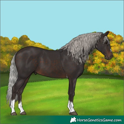 Horse Color:Silver Brown Tobiano 